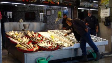 Palamut sezonu başlamadan bitti!