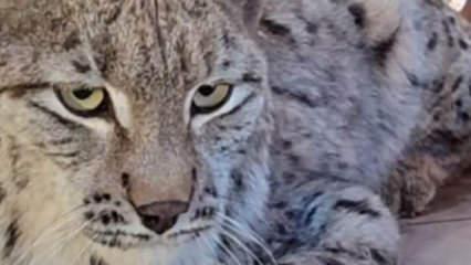 Su kanalına düşen vaşak kurtarılıp, bakıma alındı