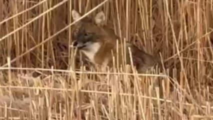 Sultan Sazlığı Milli Parkı’nda çakal görüntülendi 