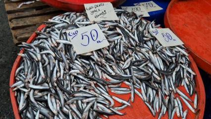 Tekirdağ'da hamsinin kilosu 50 liraya kadar düştü