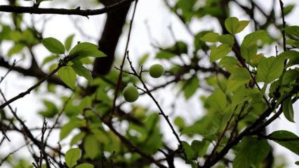 Trabzon'da üreticilere ücretsiz 5 bin 300 meyve fidanı dağıtıldı