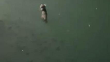 Tunceli'de su samuru görüntülendi