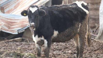 Bolu’da 18 köy ve 4 mahallede şap karantinası