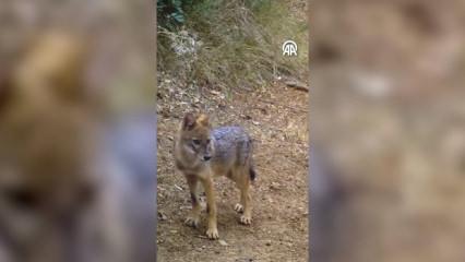 Uludağ'da  2 çakal fotokapanla görüntülendi