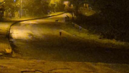 Çakallar şehir merkezini mesken tuttu