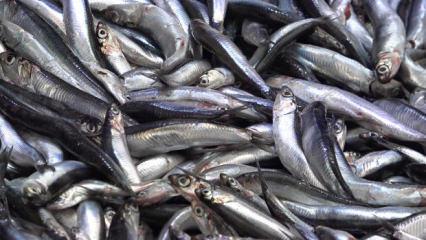 Denize kıyısı olmayan şehirde hamsinin kilosu 50 TL’ye düştü, vatandaş poşet poşet aldı