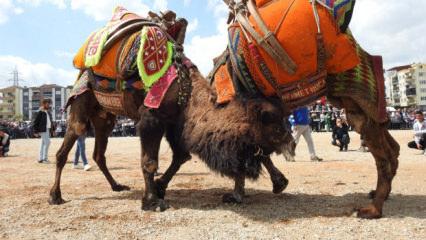 Denizli'de deve güreşleri 'şap hastalığına' takıldı