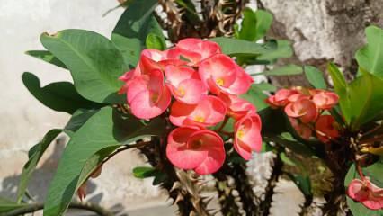 Evde Diken Tacı çiçeği bakımı ve kolay çoğaltma teknikleri