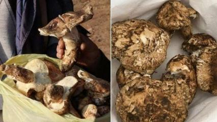 Japonya’nın şifa deposu sedir mantarı!