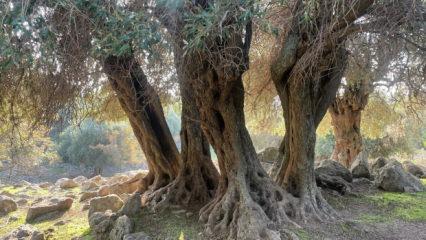 Dünyada sadece 4 ülkede yetişiyor biri Türkiye’de! Gizemi hala çözülemedi