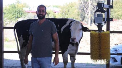 e-Devlet'ten başvuru yaptı, süt çiftliği sahibi oldu!