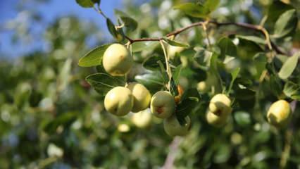 Edirne'de çiftçiler küçük arazilerini yüksek gelirli hünnap üretimiyle değerlendiriyor