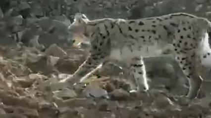 Kazan Vadisi'nde nefes kesen karşılaşma kamerada