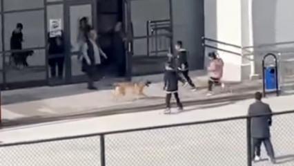 İlkokulda başıboş köpek paniği: O anlar kamerada