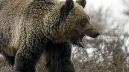 Japonya 'ayılar' için asker gönderiyor! Ülke alarma geçti