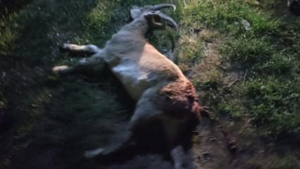 Konya'da kaçak yaban keçisi avına ocak söndüren ceza!