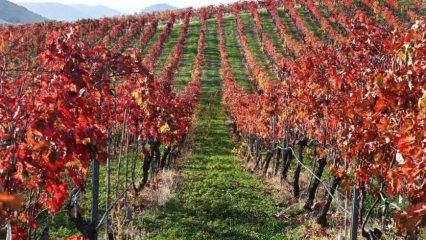 Kula’nın ateşli güzelliği: “Yanık Ülke” Sonbaharda bu güzelliklere büründü