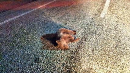 Kütahya'da yolda ölü ayı yavrusu bulundu