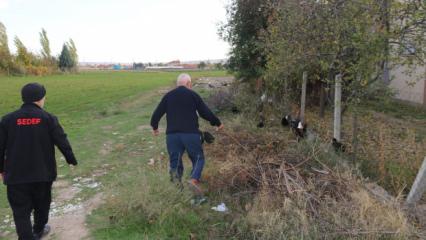 Mahalleliyi çoban yapan olay: Başıboş köpeklerle başları dertte! Her gün nöbet tutuyorlar