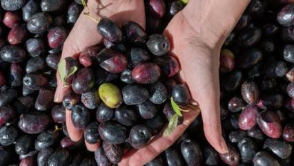 Marmarabirlik'ten yeni karar: Kota uygulaması kaldırıldı!