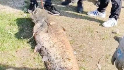 Oltaya takılan 50 kiloluk dev balık şaşırttı