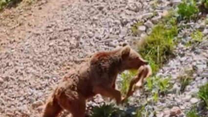 Serengeti değil Tunceli: Ayının geyik avı drone kamerasında 