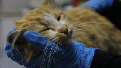 Sivas'ta kedi AIDS'ine rastlandı! Uzmandan kritik uyarı