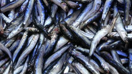 Tezgahlarda hamsi bolluğu