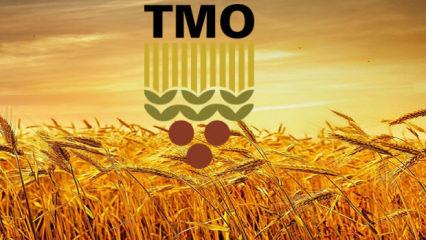 TMO'dan 3,5 milyon ton buğday ve 1,5 milyon ton mısır alımı!