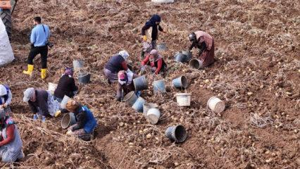 Türkiye'de sezonun son patatesleri Sivas'ta sökülüyor