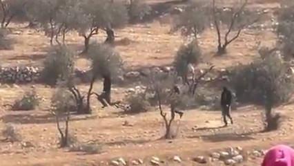 Vahşiler! Siyonist işgalciler zeytin ağaçlarını yok etti