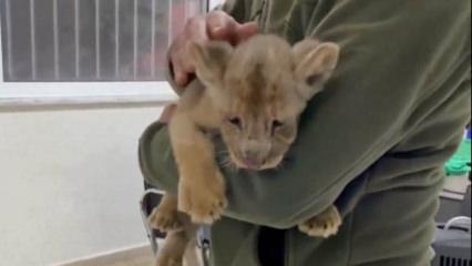 Yasa dışı yollarla Türkiye'ye getirilen Afrika aslanına el konuldu