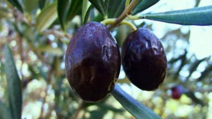 Zeytinin en doğal hali: Karaburun Hurma Zeytini hasadı başladı