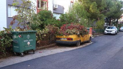 8 yıldır park halindeki otomobili sarmaşıklar sardı