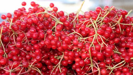 Erzincan'da "gençlik iksiri" olarak adlandırılan gilaburu tezgâhlarda yerini aldı