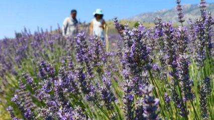 48,8 milyon metrekare Hazine arazisi tıbbi ve aromatik bitki yetiştirilmek üzere kiralandı