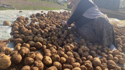 Ağrı’da kışlık patatesler geleneksel yöntemle toprağa gömülerek korunuyor