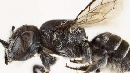 Avustralya&rsquo;da şeytan boynuzlu yeni arı t&uuml;r&uuml; keşfedildi