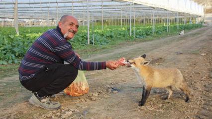 Çiftçi ile tilkinin ilginç dostluğu: Döner ve etle besliyor