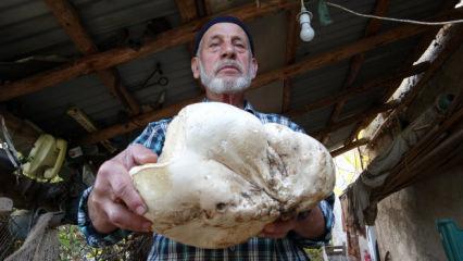 Kütahya'da dev mantar bulan Arif dede sevinçten havalara uçtu