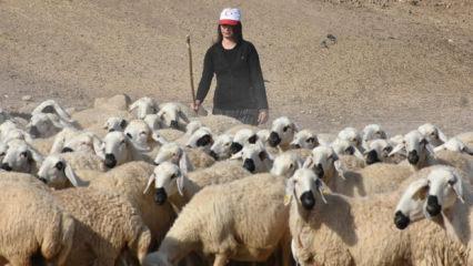 Devlet desteğiyle besiciliğe başlayan kadın 250 hayvana ulaştı