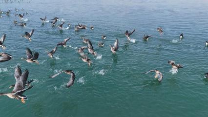 Erçek Gölü’nün yeni misafirleri: Görsel şölen oluşturdular! 