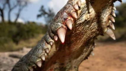 G&ouml;rd&uuml;ğ&uuml;n&uuml;z an yolunuzu değiştirin! En g&uuml;&ccedil;l&uuml; ısırma g&uuml;c&uuml;ne sahip hayvanlar a&ccedil;ıklandı...