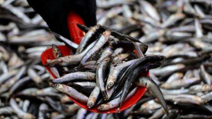 Hamsi bolluğu yaşanıyor! Tezgahlarda 50 liradan satılıyor!