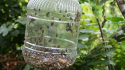 İlk kez Artvin'de görülmüştü: Kabus Marmara'ya ulaştı! 'Türkiye'nin baş belası'