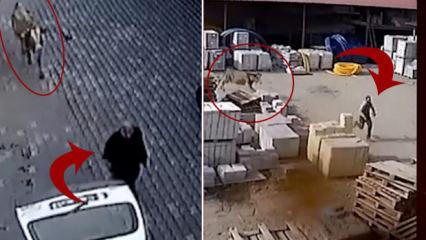 İnek dehşeti!Ahırdan ka&ccedil;an kızgın hayvan &ouml;n&uuml;ne gelene saldırdı!