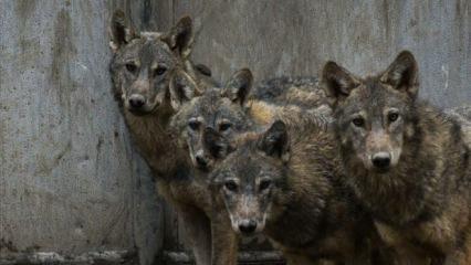 Kurtlar şehre indi! O anlar saniye saniye kamerada