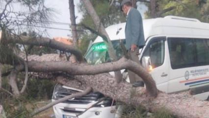 Seyir halindeki minibüsün üstüne ağaç devrildi