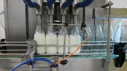 Toplanan inek sütü miktarı belli oldu!