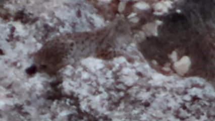 Tunceli’de vaşak görüntülendi